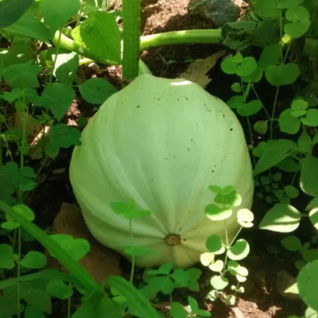 Calabaza redonda