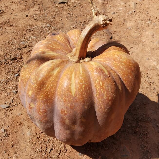 Calabaza de castilla