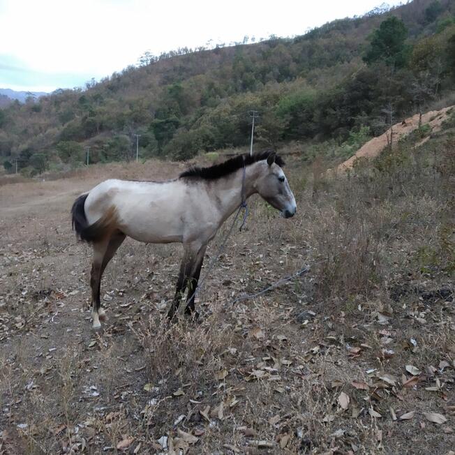 Caballo