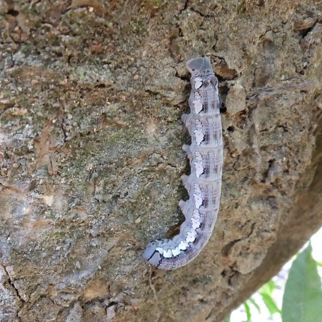 Oruga