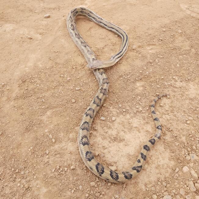 Serpiente