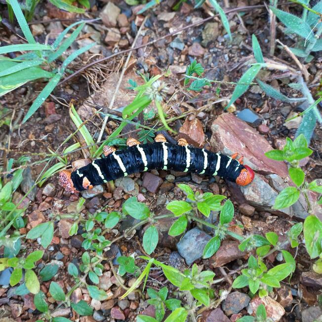Oruga rallada