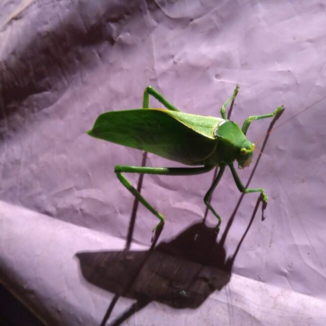 Chapulin gigante