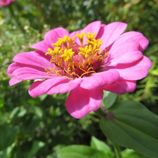 Flor 01
