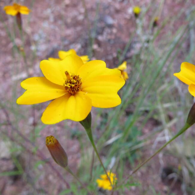 Flor 02