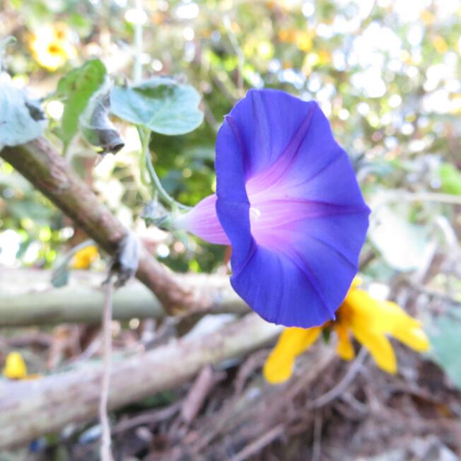 Flor 03