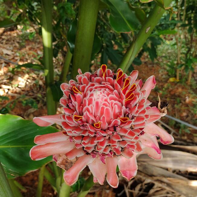 Flor 05