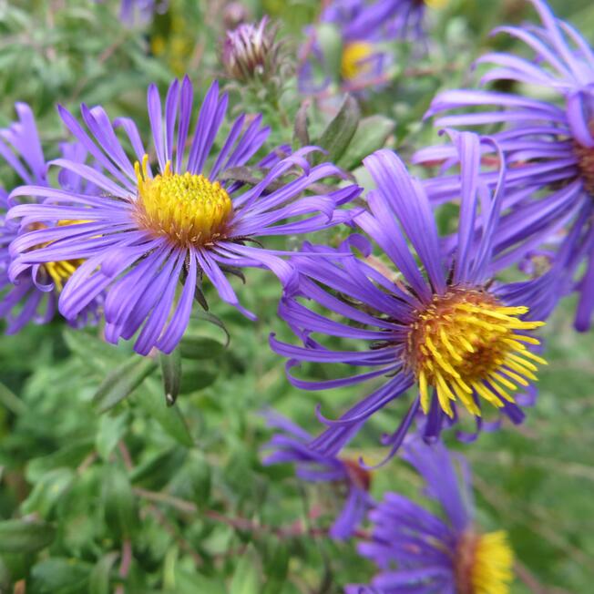 Flor 06
