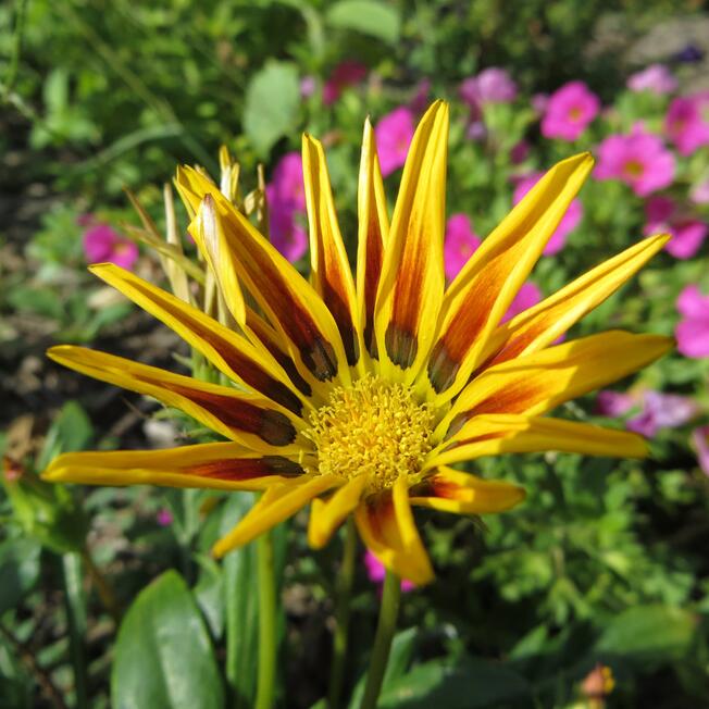 Flor 07