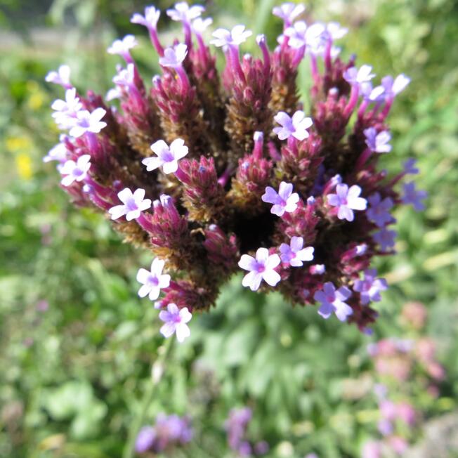 Flor 08